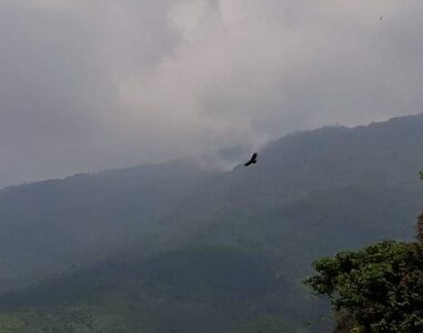 {{brizy_dc_image_alt image}}