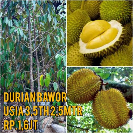 {{brizy_dc_image_alt image}}